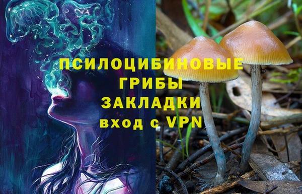 гашик Дмитровск